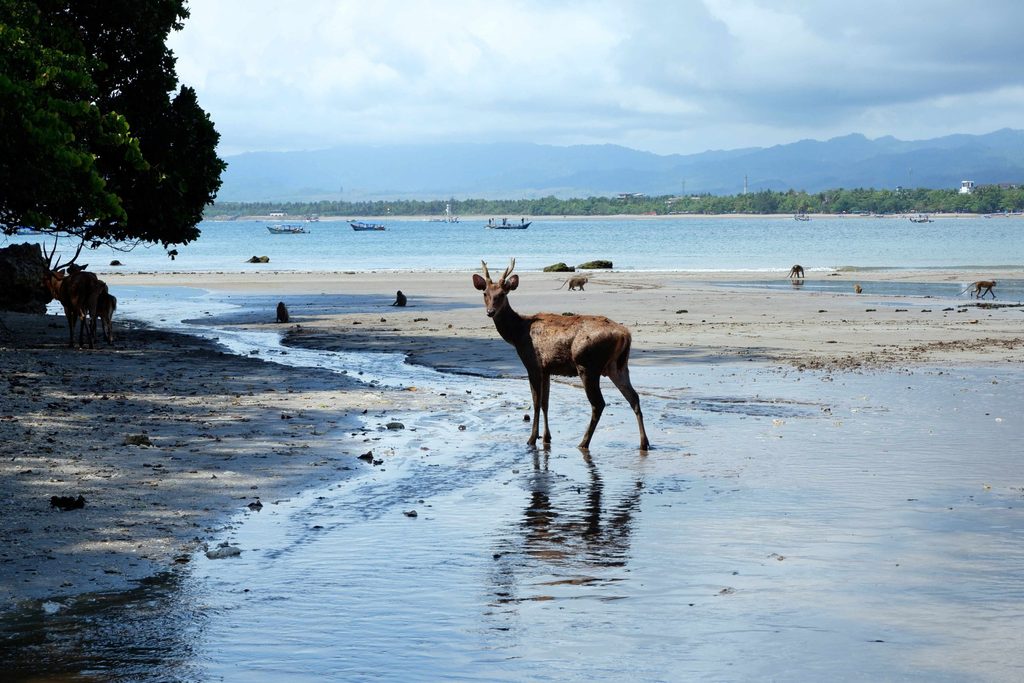 flora fauna cagar alam pangandaran